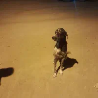 سگ گریت دین|سگ|جلگه رخ, |دیوار