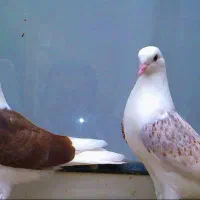 تعدادی کبوتر برای فروش