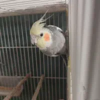 عروس هلندی|پرنده|نیشابور, شهرک اندیشه|دیوار