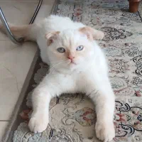 گربه اسکاتیش