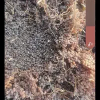 کشمش تیزاب عسگری