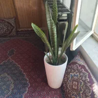 سانسوریا بزرگ