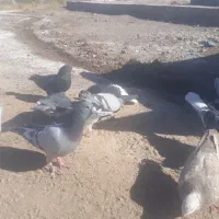 چندعددکبوترفروشی