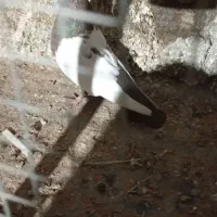 کفتر سینه مشکی کرباتی