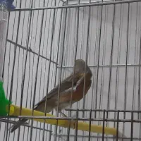 قناری نر توسرخ|پرنده|بروجرد, |دیوار