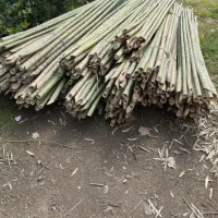 نی خیزران یا بامبو|خدمات باغبانی و درختکاری|املش, |دیوار