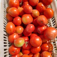 گوجه فرنگی چناران|عمده‌فروشی|چناران, |دیوار