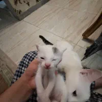 ۲ عدد گربه ۲ ماهه واگذاری رایگان|گربه|شهریار, شهریار|دیوار