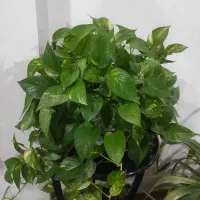 گل طبیعی|گل و گیاه طبیعی|پیر بکران, |دیوار