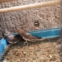 جوجه عروس هلندی|پرنده|داراب, |دیوار