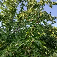 فروش باغ۵۳۰ متری درمحدودپل زمانخان شوراب