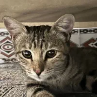 گربه خونگی واگذار میشه|گربه|سبزوار, علمدار|دیوار