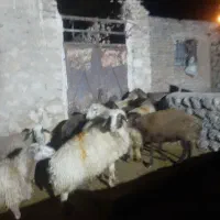 10عدد میش داشتی جوان