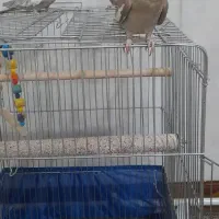 سه عدد عروس هلندی