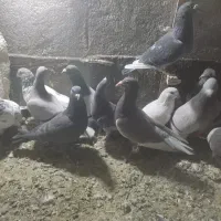 سی تا کبوتر پلاکی