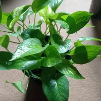 گل پتوس|گل و گیاه طبیعی|بهشهر, |دیوار