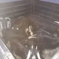 بز و بزغاله