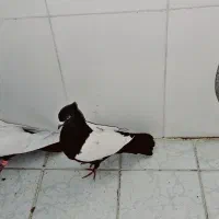 نرو ماده سینه سیاه|پرنده|گلباف, |دیوار