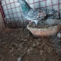 کبوترای پرشی خوش سو بپر ساعتی|پرنده|ساری, |دیوار