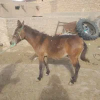 قاطر نر جوان