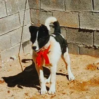 توله سگ قدرجونی