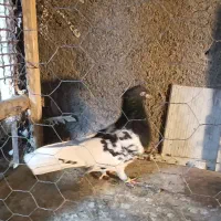 کبوتر رنگی|پرنده|مشهد, کلاته برفی|دیوار