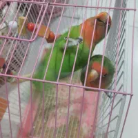 کوتوله|پرنده|بیرجند, |دیوار