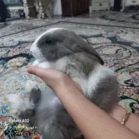 خرگوش خانگی