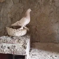 دسته طوقی همراه با ترکیه ای بستگ