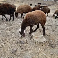 بره ماده افشاری