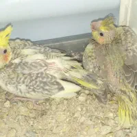 وقت دستی کردن|پرنده|بندر ماهشهر, |دیوار
