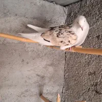 شازده نر دورنگ|پرنده|شهریار, فرارت|دیوار