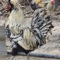 خروس مولد لهستانی پولندی دارک اصیل فول کاکلی