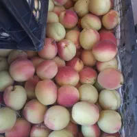 البالو گیلاس نوری گلزار قریت العرب