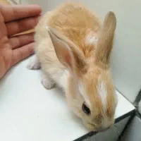 خرگوش|موش و خرگوش|فسا, |دیوار