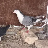 کبوتر دمگیر ۲ عدد