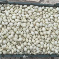 فروش غده پیاز مینروا