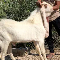 بز کاموری و نری  گلابی