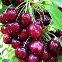 فروش باغ در سیسخت یاسوج|فروش زمین و ملک کلنگی|سیسخت, |دیوار