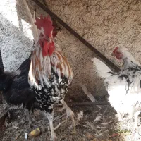 فروش خروس گلین اصل|حیوانات مزرعه|ابریشم, |دیوار