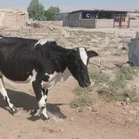 گاو فروشی|حیوانات مزرعه|دهلران, |دیوار