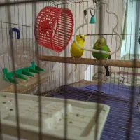 مرغ عشق|پرنده|فردیس, سپید دشت|دیوار