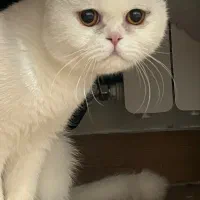 گربه ماده اسکاتیش یه سالو نیمه|گربه|کرمان, |دیوار