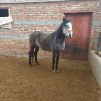 اسب کورد|اسب و تجهیزات اسب‌سواری|بکتاش, |دیوار