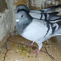 کیوتر پلاکی معاوضه با پلاکی نر