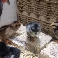 مرغ کرچ همراه با جوجه|حیوانات مزرعه|دلیجان, |دیوار