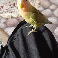 طوطی برزیلی اهلی|پرنده|اردبیل, |دیوار