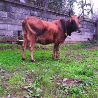 گاو چالوسی با گوساله لوکس|حیوانات مزرعه|رشت, یخسازی|دیوار