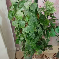 درخت چه دو عدد یه کیلاس.یه انگور است|گل مصنوعی|سیستان, |دیوار
