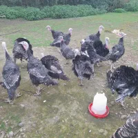 بوقلمون نر،خروس لهستانی،جوجه گلین،لاری|حیوانات مزرعه|ضیابر, |دیوار